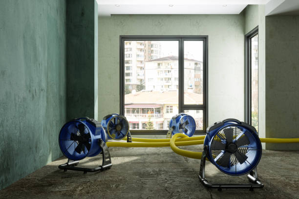 Best Basement water damage restoration  in Louisiana, MO